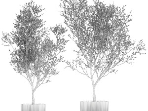 Beautiful Olive Elaeagnus Trees in Flower Pot for Interior 1227 3Dモデル