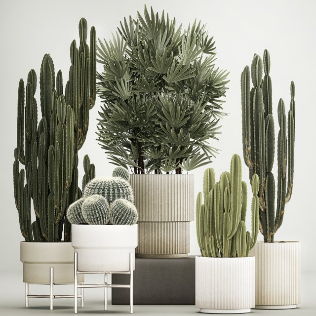 Barrel cactus Cereus cactus set in flowerpots 1228 Modelo 3D .c4d .max .obj .3ds .fbx .stl .blend 