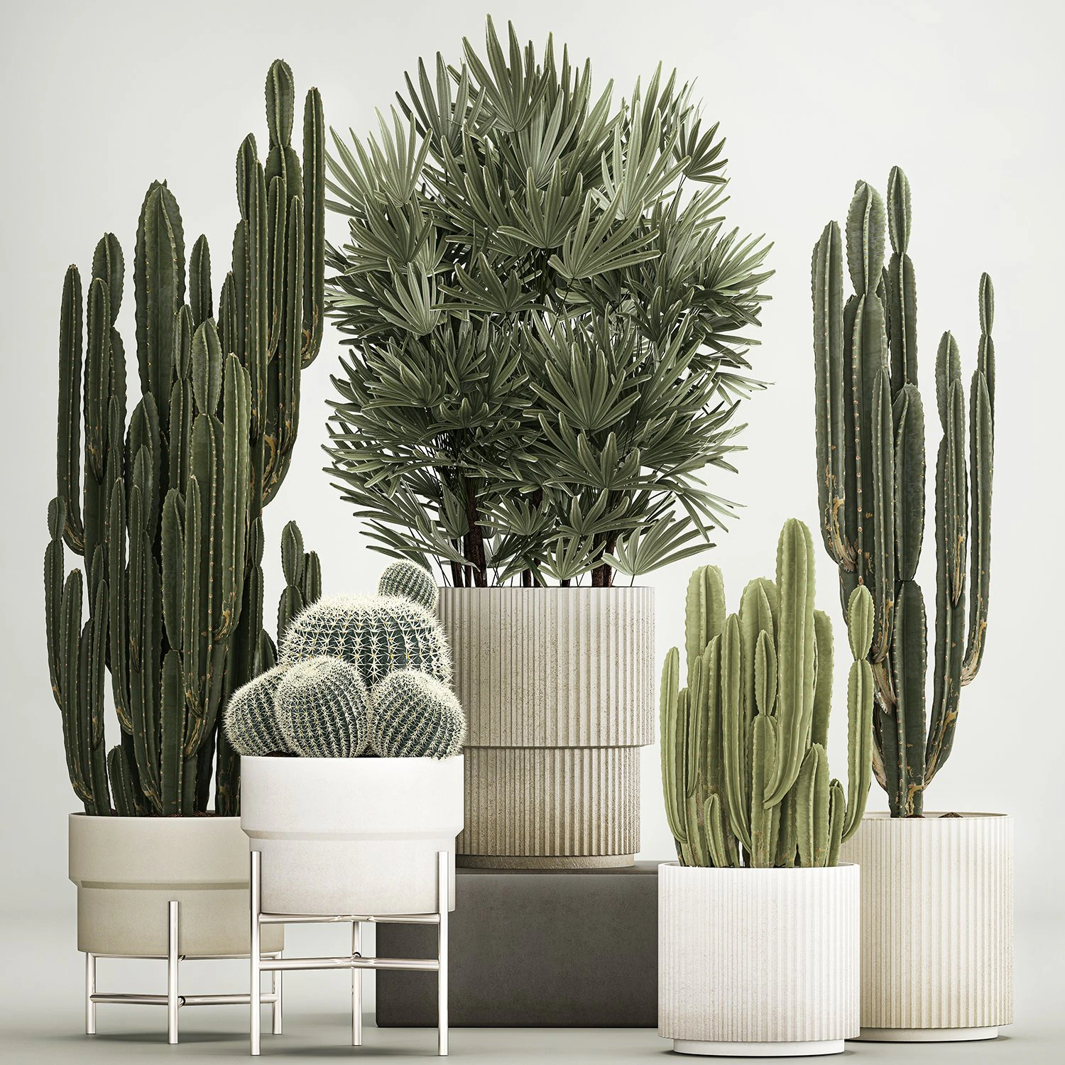 Barrel cactus Cereus cactus set in flowerpots 1228 3D Model .c4d .max .obj .3ds .fbx .stl .blend 