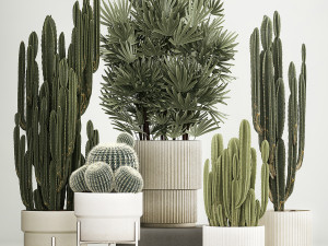 Barrel cactus Cereus cactus set in flowerpots 1228 3D Model