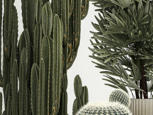 Barrel cactus Cereus cactus set in flowerpots 1228 Modelo 3D