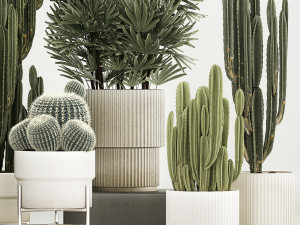 Barrel cactus Cereus cactus set in flowerpots 1228 Modelo 3D