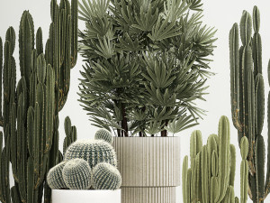 Barrel cactus Cereus cactus set in flowerpots 1228 Modelo 3D