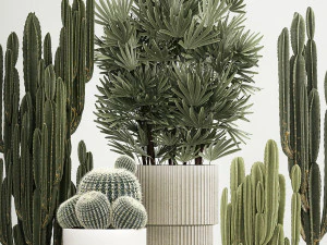 Barrel cactus Cereus cactus set in flowerpots 1228 3D Model