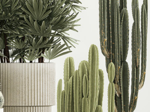 Barrel cactus Cereus cactus set in flowerpots 1228 Modelo 3D