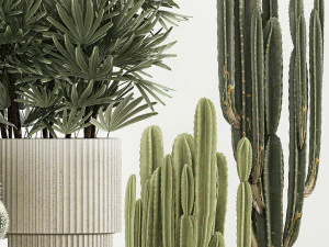Barrel cactus Cereus cactus set in flowerpots 1228 3D Model