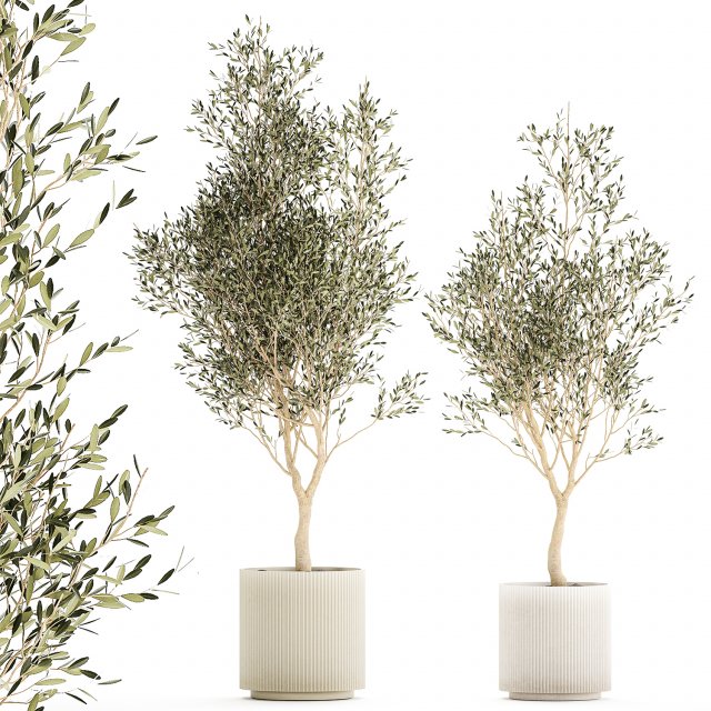 Beautiful Olive Trees In Flower Pots For Interior 1229 3D Model .c4d .max .obj .3ds .fbx .stl .blend 
