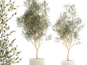 Beautiful Olive Trees In Flower Pots For Interior 1229 Modelo 3D