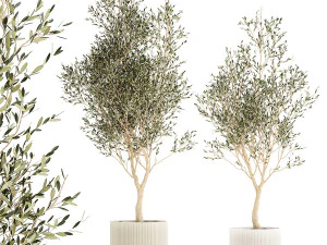 Beautiful Olive Trees In Flower Pots For Interior 1229 3D Model