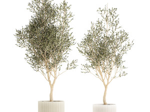 Beautiful Olive Trees In Flower Pots For Interior 1229 3D Model
