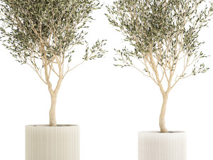 Beautiful Olive Trees In Flower Pots For Interior 1229 3D Model