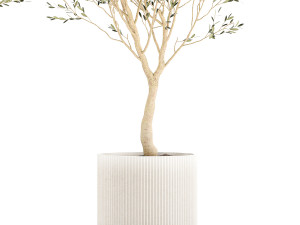Beautiful Olive Trees In Flower Pots For Interior 1229 3D Model