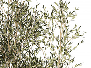Beautiful Olive Trees In Flower Pots For Interior 1229 3D Model