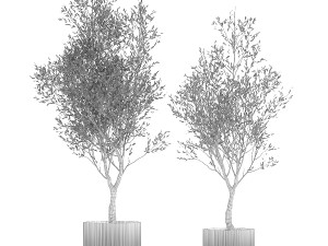 Beautiful Olive Trees In Flower Pots For Interior 1229 3D Model