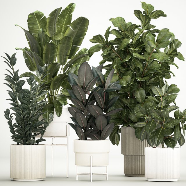 Plants In Flower Pots Ficus Strelitzia Zamioculcas 1230 3D-Modell .c4d .max .obj .3ds .fbx .stl .blend 