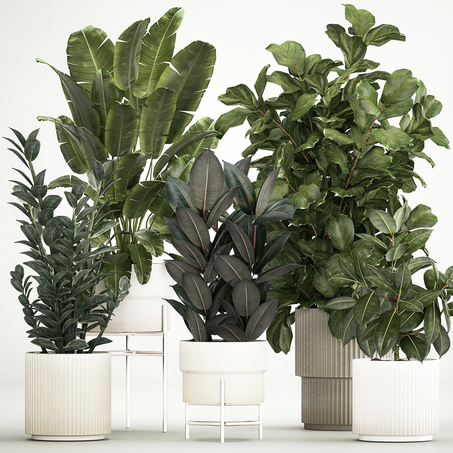 Plants In Flower Pots Ficus Strelitzia Zamioculcas 1230 3D Model .c4d .max .obj .3ds .fbx .stl .blend 