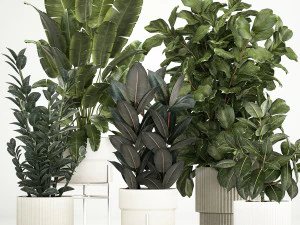 फूलों के गमलों में पौधे फ़िकस स्ट्रेलित्ज़िया ज़मीओकुलकस 1230 3D मॉडल