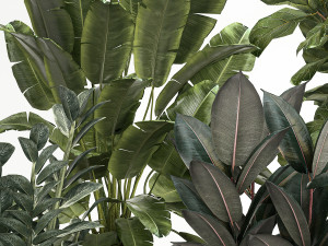Plants In Flower Pots Ficus Strelitzia Zamioculcas 1230 3D-Modell