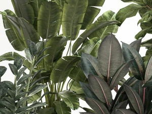Plants In Flower Pots Ficus Strelitzia Zamioculcas 1230 3D Model