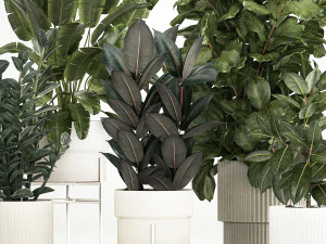 Plants In Flower Pots Ficus Strelitzia Zamioculcas 1230 3D Model