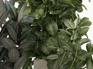 Plants In Flower Pots Ficus Strelitzia Zamioculcas 1230 3D-Modell