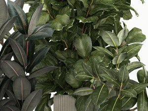 Plants In Flower Pots Ficus Strelitzia Zamioculcas 1230 3D Model