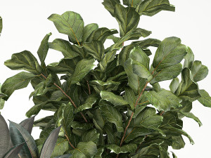 Plants In Flower Pots Ficus Strelitzia Zamioculcas 1230 3D-Modell