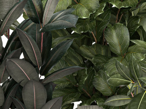 Plants In Flower Pots Ficus Strelitzia Zamioculcas 1230 3D-Modell