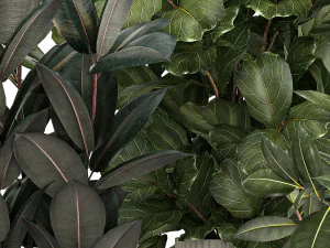 Plants In Flower Pots Ficus Strelitzia Zamioculcas 1230 3D Model