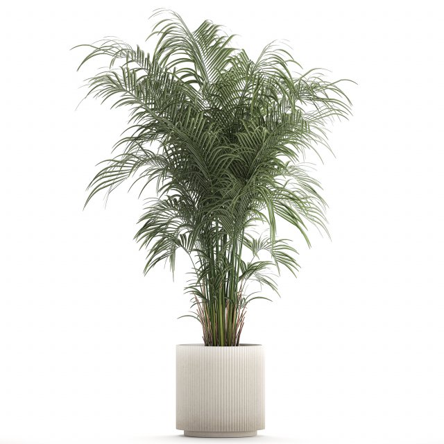 Beautiful palm tree in a flower pot for interior decor 1231 3Dモデル .c4d .max .obj .3ds .fbx .stl .blend 