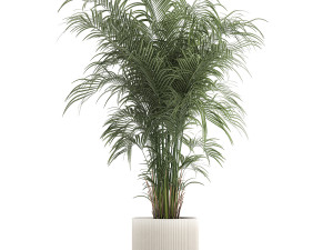 Beautiful palm tree in a flower pot for interior decor 1231 3D Model