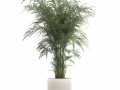 Beautiful palm tree in a flower pot for interior decor 1231 3D 模型