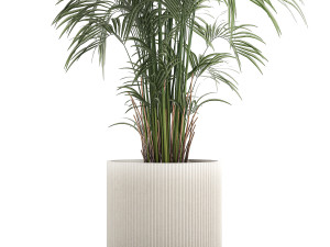Beautiful palm tree in a flower pot for interior decor 1231 3Dモデル