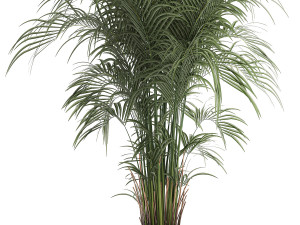 Beautiful palm tree in a flower pot for interior decor 1231 3Dモデル