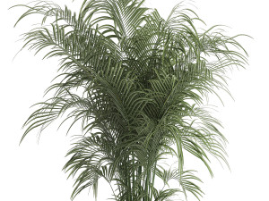 Beautiful palm tree in a flower pot for interior decor 1231 3Dモデル
