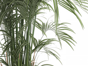 Beautiful palm tree in a flower pot for interior decor 1231 3Dモデル