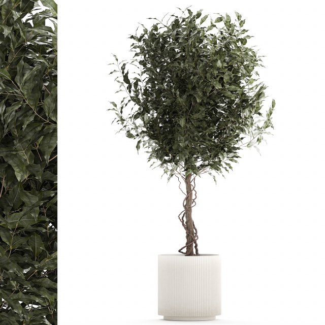 Beautiful interior tree Ficus benjamina in a flower pot 1232 Modelo 3D .c4d .max .obj .3ds .fbx .stl .blend 