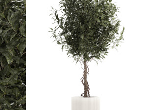 Beautiful interior tree Ficus benjamina in a flower pot 1232 3D Model