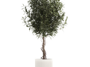 Beautiful interior tree Ficus benjamina in a flower pot 1232 Modelo 3D