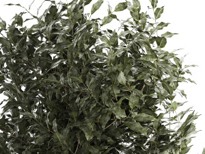 Beautiful interior tree Ficus benjamina in a flower pot 1232 Modelo 3D