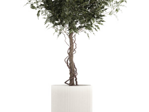 Beautiful interior tree Ficus benjamina in a flower pot 1232 Modelo 3D