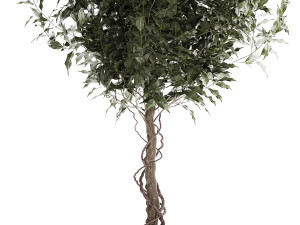 Beautiful interior tree Ficus benjamina in a flower pot 1232 Modelo 3D