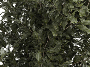 Beautiful interior tree Ficus benjamina in a flower pot 1232 Modelo 3D