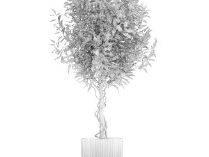 Beautiful interior tree Ficus benjamina in a flower pot 1232 Modelo 3D