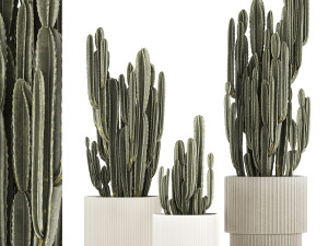 Cereus Cactus In Flower Pots For The Interior 1233 3D Model