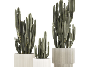 Cereus Cactus In Flower Pots For The Interior 1233 3D मॉडल