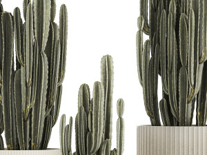 Cereus Cactus In Flower Pots For The Interior 1233 3D मॉडल