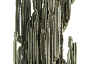Cereus Cactus In Flower Pots For The Interior 1233 3D मॉडल