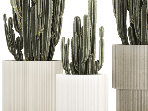 Cereus Cactus In Flower Pots For The Interior 1233 3D मॉडल
