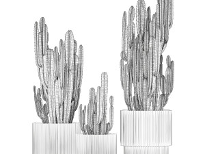 Cereus Cactus In Flower Pots For The Interior 1233 3D मॉडल